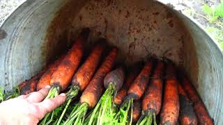 Как сохранить морковь до июня, чтобы иметь хороший  экономический  результат!