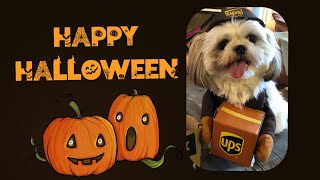 Halloween Celebration of Chase the Shih Tzu | Barkbox Day by Chase the Shih Tzu 2,967 views 2 years ago 4 minutes, 29 seconds