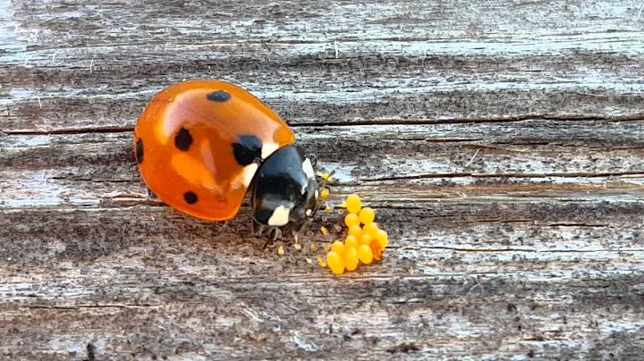 Ladybug in the garden