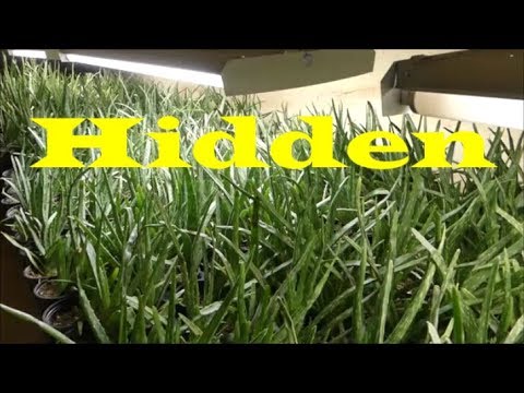 video to gif Bringing the Aloes Out Of Hiding