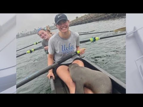 California sea lion hops into UCLA rowers' boat