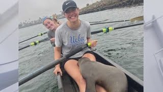 California sea lion hops into UCLA rowers' boat screenshot 5