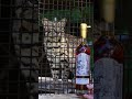 Inspired by the Geoffrey’s cat! #whisky