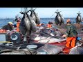 Commercial Net Fishing tuna - Catch Hundred Tons Tuna Fish On Modern Boats And Processing in Factory