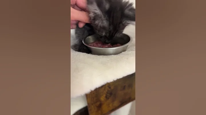 Video 11809411: mainecoon cat kitty pets, mainecoon cat kitten kitty, maine coon, cat steals, cat wonderful