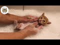 お風呂が大好き過ぎて自分から入る様になった猫がこちら