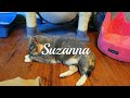 Suzanna