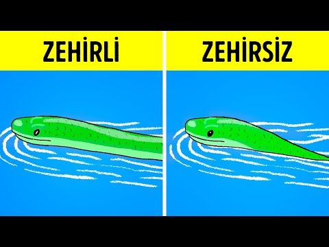 Video: Bir Yılanın Zehirli Olup Olmadığı Nasıl Belirlenir