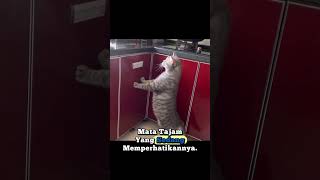 “Burung Kecil Masuk Rumah, Kucing Langsung Mode Pemburu 😼🕊️”