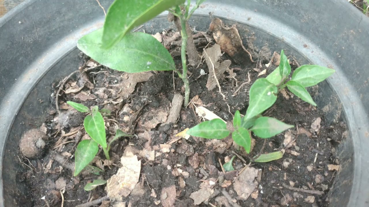 Crecimiento de planta de chile de árbol