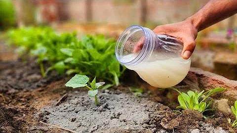 Supercharge Your Cucumber Growth with This Simple Solution