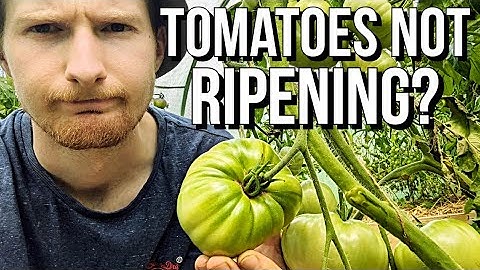5 Reasons Why Your Tomatoes Aren