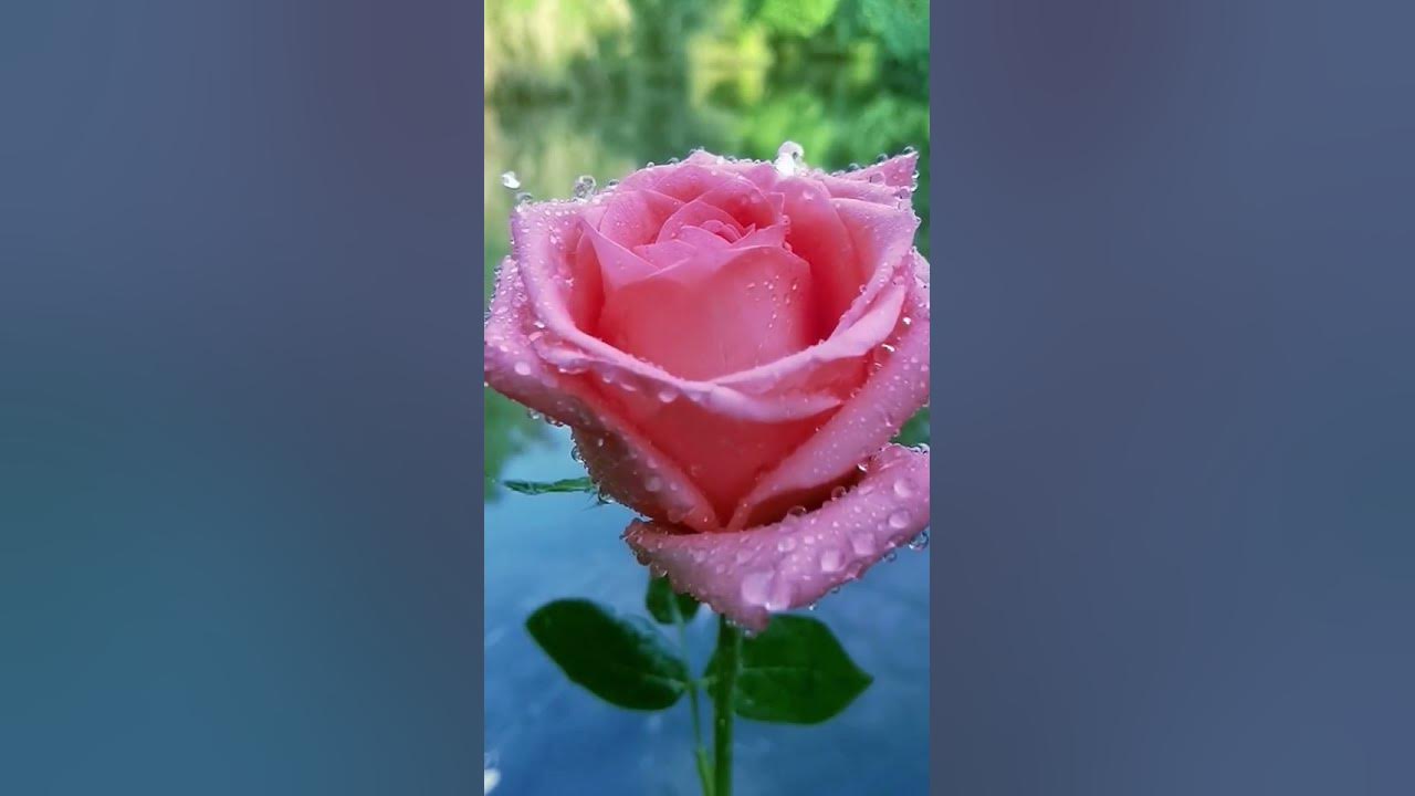 Beautiful Pink Rose | Water Drops Secnery | Relax | #shorts - YouTube
