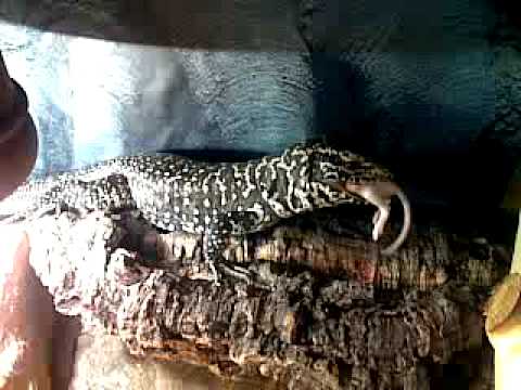 video phone beyonce mp3 Colombian Tegu eats small rat