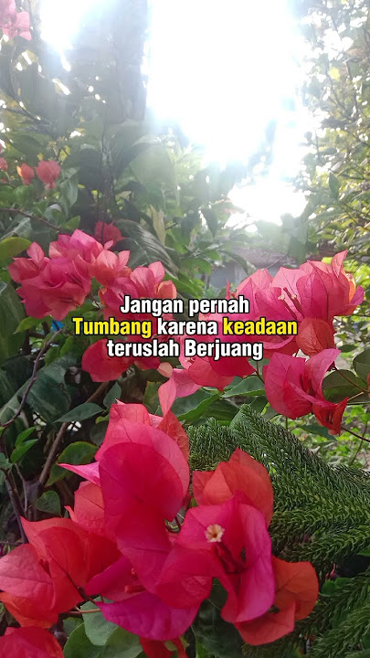 Teruslah berjuang #quotes #motivasidiri #motivasiislami