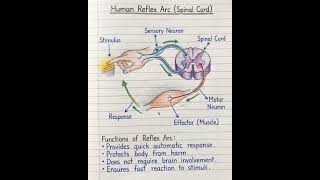 Human reflex arc (spinal cord)#education #science #biology