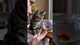 Depth of field explained to a cat