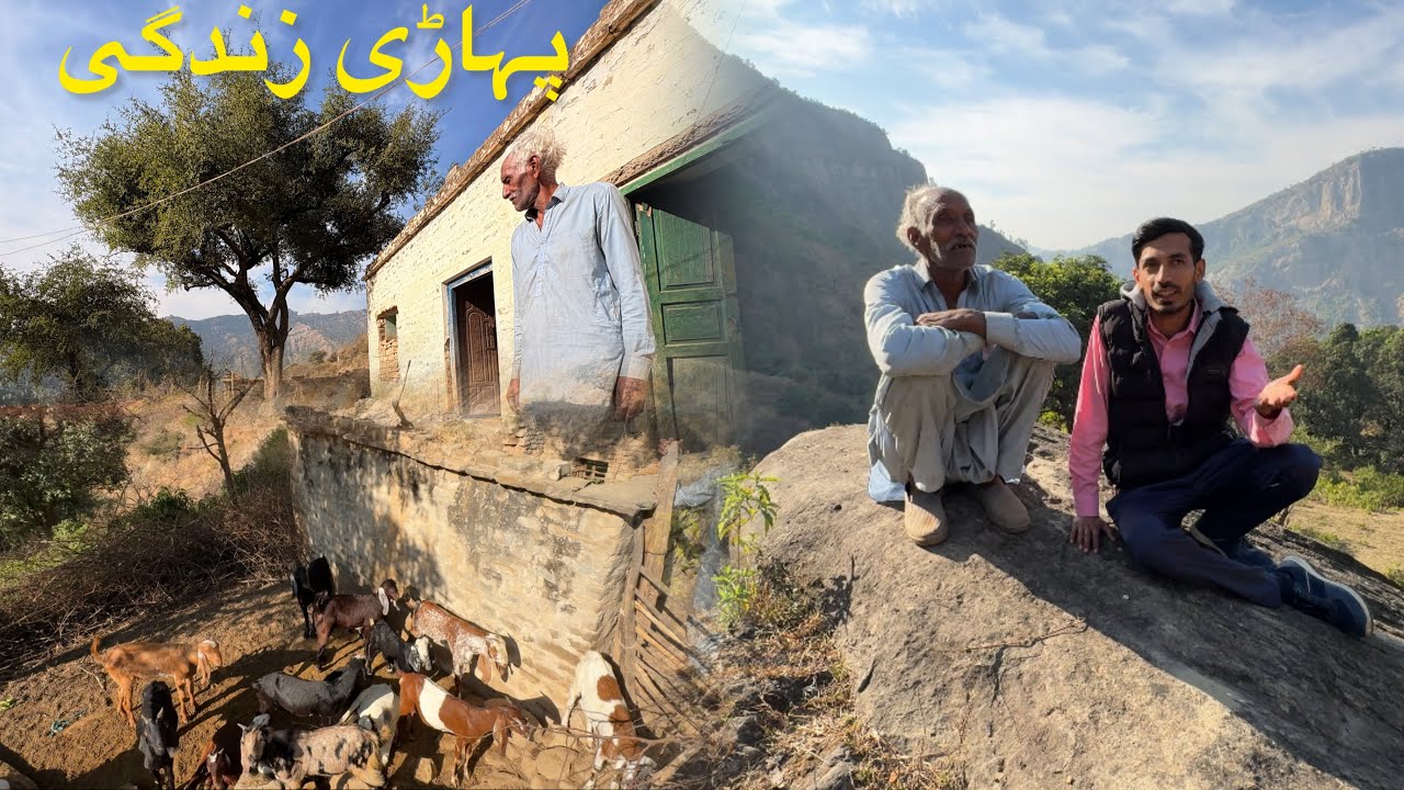 Mountain Life! Far from the World, Finding Peace: This Man's Story Will Win Your Heart! 🏔️✨