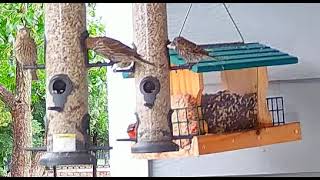 Painted Bunting at Feeders 5/31/24