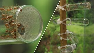 ANTSTORE test tube tree construction for weaver ants Oecophylla smaragdina