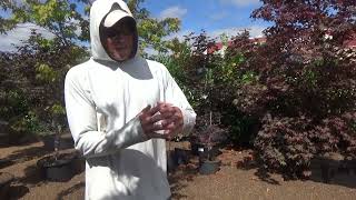 Free mulch pick up Saturday or have it delivered. Save time, money, water and improve your soil.