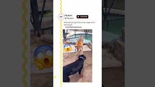 Tiger vs. Dog: The Slap Heard Around the Jungle!#viral