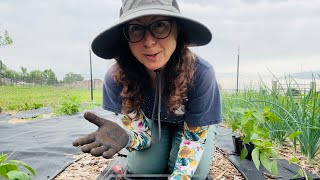 Planting the BIG garden! Tomatoes, peppers, eggplants, flowers & herbs 👩‍🌾
