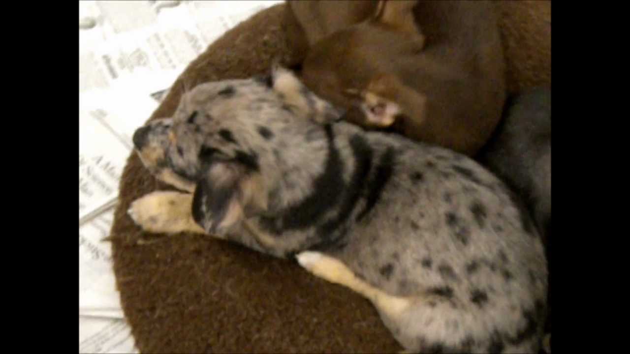 Chuggle Puppies for adoption! YouTube
