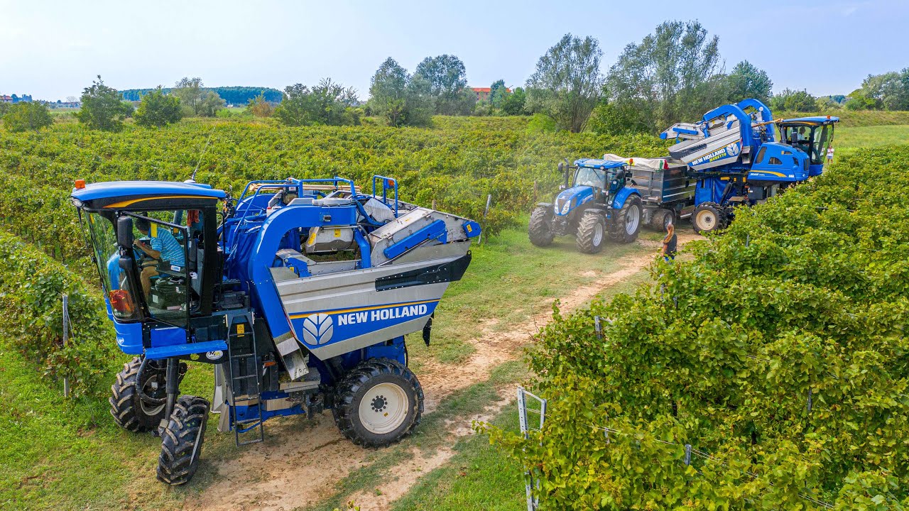 Просекко урожай 🍇 | 2 New Holland Braud 9080L | МОРЕТТО
