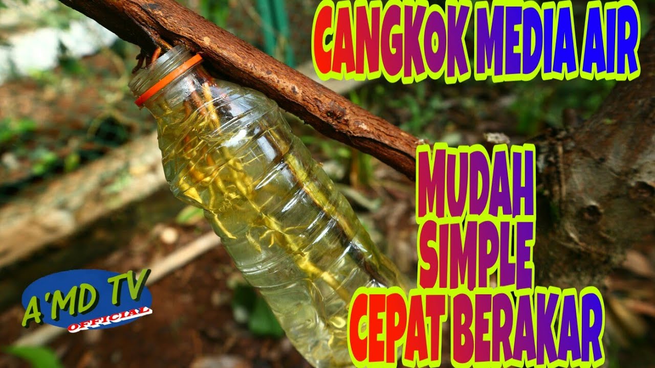 Cara Mencangkok Dengan Media Air Untuk Pemula Youtube Ide Berkebun Pencangkokan Tanaman Cara Mencangkok Dengan Media Air Untuk Pemula Youtube Ide Berkebun Pencangkokan Tanaman