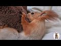 Ко мне по утрам приходит белочка...🙄🐿️🤣 A squirrel comes to me in the morning