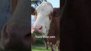 Did you know cows moo with accents?🐂🧐 #didyouknow #facts #cow #nature #shorts