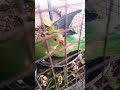 bacchon ka pyara parrot#comedy #cartoon