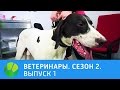 Ветеринары. Удав, конь, ёж, ездовая собака. 2 сезон | Живая Планета