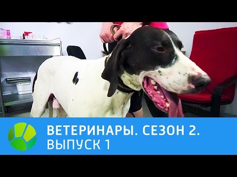 Video: Кантип бир ветеринар сокур жана дүлөй кокер спаниелдерди эки жолу куткарды