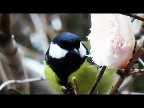 Чем кормить синиц: какие корма нужны птицам в кормушках