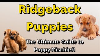 Ridgeback Puppies | The Ultimate Guide to Puppy Mischief