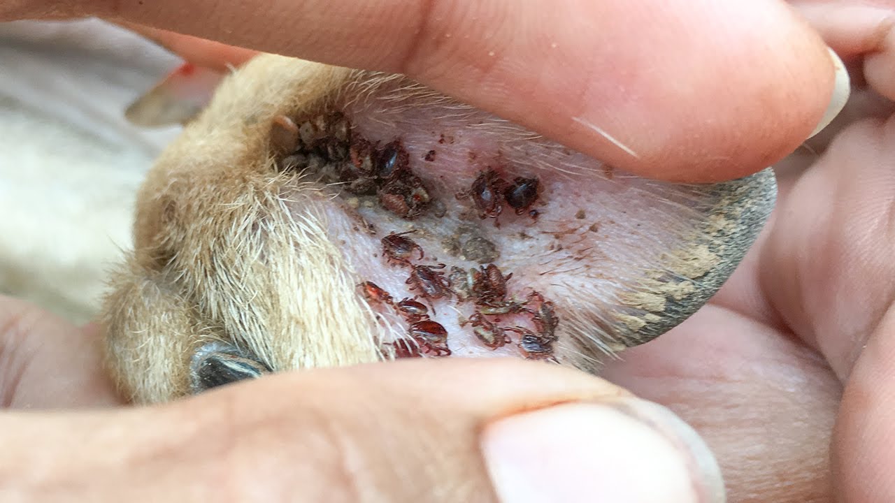 tick on dog leg