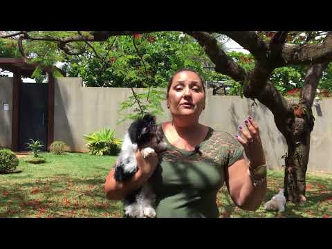 Vídeo: Toy Terrier: Padrões Da Raça