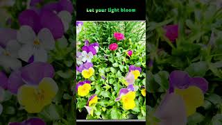 Return to Truth and Let Your Light Bloom. #spiritualawakening #healingjourney #remembrance