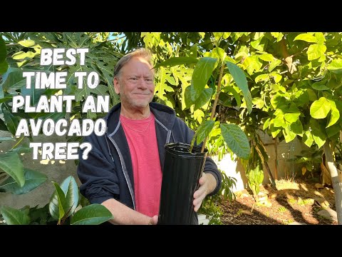 When is the Best Time to Plant A New Avocado Tree? hqdefault