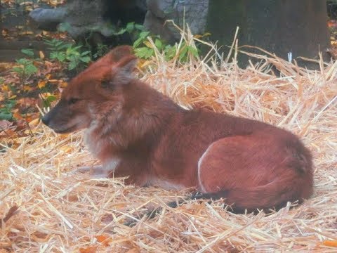 数少ないイヌ科の動物 ドール よこはま動物園ズーラシア Youtube