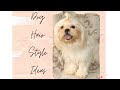 DIFFERENT SHIH TZU HAIR STYLE IDEAS