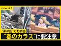 &ldquo;春のカラス&rdquo;に要注意...「夢の国」の人気キャラクターの髪にも悲劇 対策が追い付かない理由とは【news23】|TBS NEWS DIG