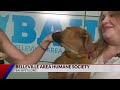 Pet Adoptions: Butterscotch