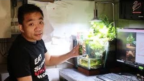Chăm sóc hồ bán cạn - Maintain Paludarium Tank
