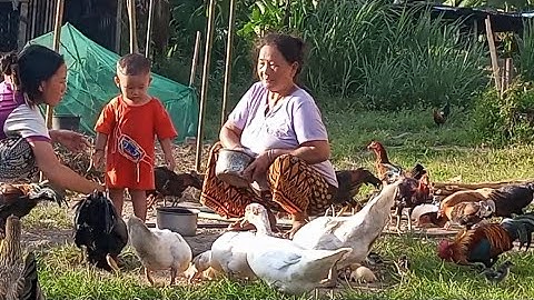 nyob zoo os los saib kuv pub qaib os 30/9/24