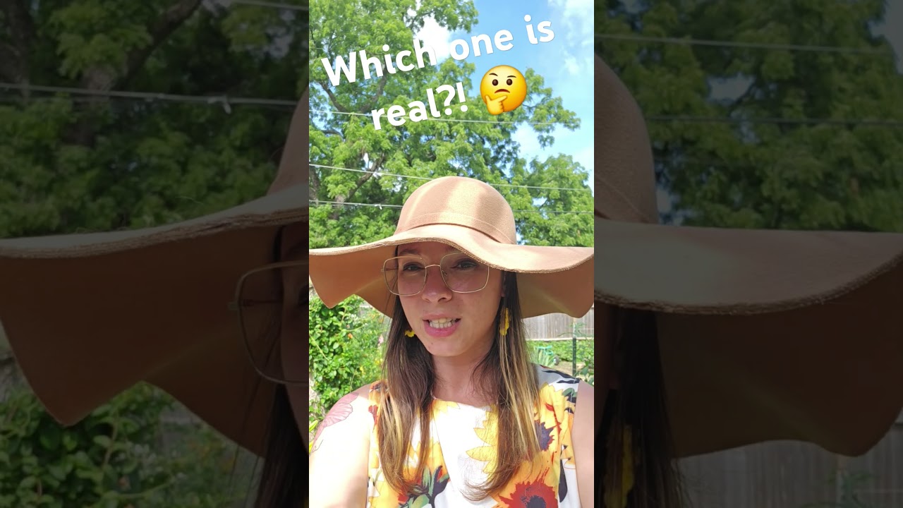 which lily is the true lily? 