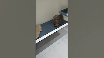 الصخور العمانية القديمة 