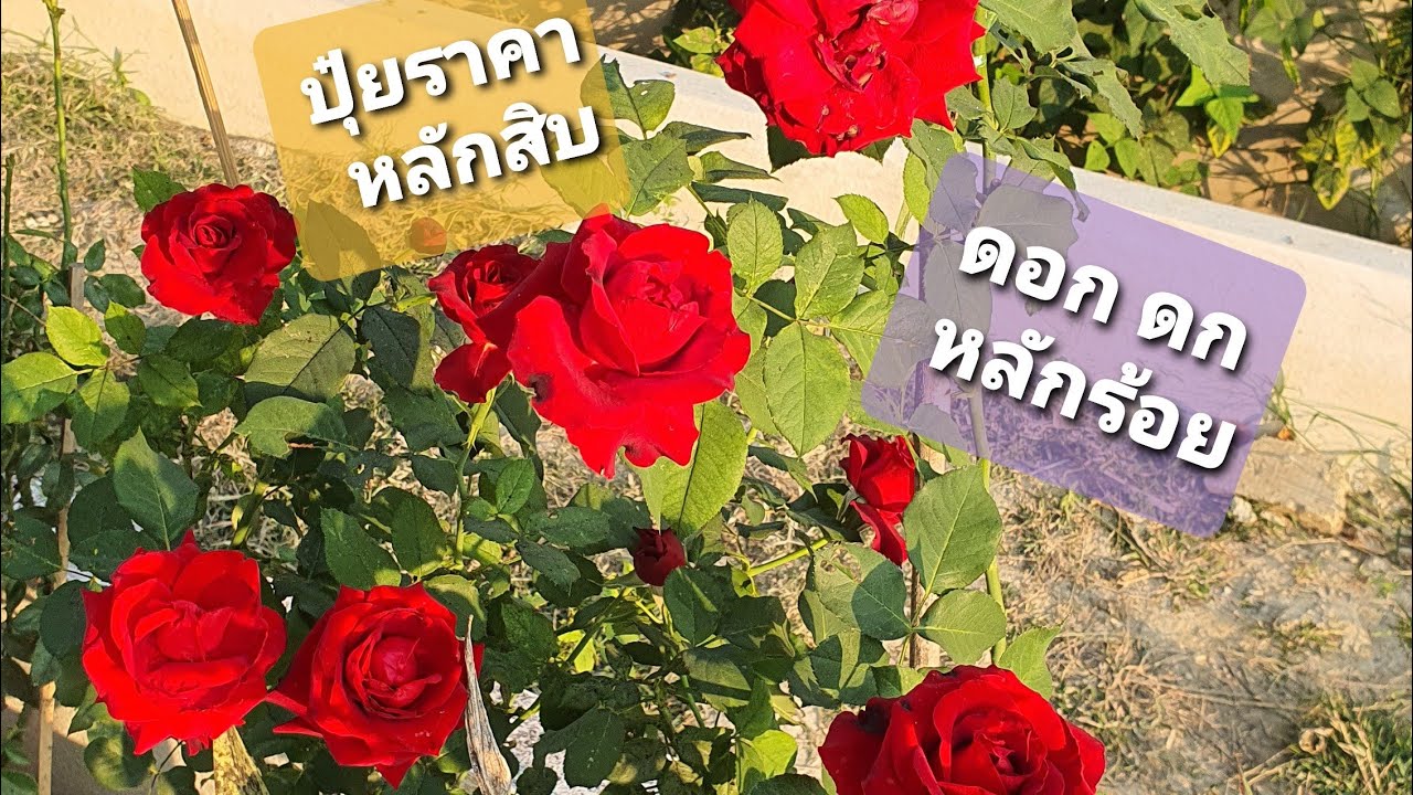 วิธีปลูกกุหลาบ ฉบับแม่ค้าขายกุหลาบอย่างละเอียด (ดิน ปุ๋ย ตัดกิ่ง ตอป่า น้ำ และแดด) EP.1